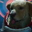 pomesh's avatar